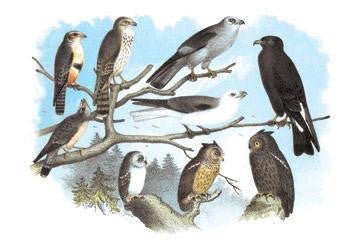 Femerol & Richardson&#39;s Falcons  Isabella Hawk  Acadian Owl 28x42 Giclee on Canvas