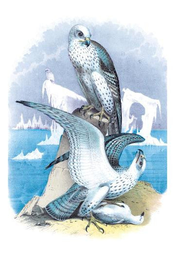 Jer-Falcon  or Gyr Falcon 28x42 Giclee on Canvas