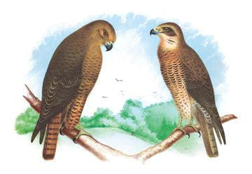 Hen Hawk and Swainson&#39;s Hawk 28x42 Giclee on Canvas