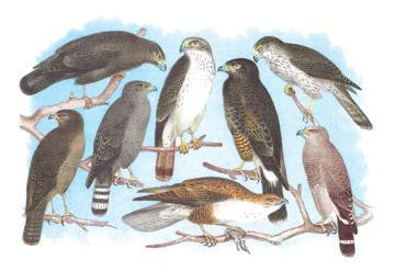 Coopers  Grubers  Harlan and Harris Buzzards  and Chicken Hawk 28x42 Giclee on Canvas