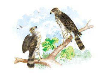 Sharp Skinned Hawk (Pigeon Hawk)  with Broad Wing Hawk 28x42 Giclee on Canvas