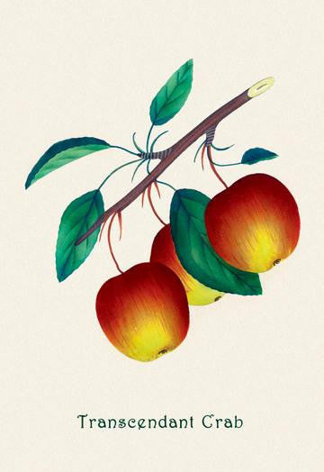 Transcendant Crab Apple 28x42 Giclee on Canvas