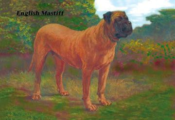 English Mastiff Champion 28x42 Giclee on Canvas