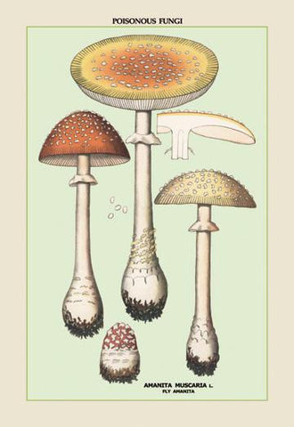 Poisonous Fungi: Fly Amanita 28x42 Giclee on Canvas