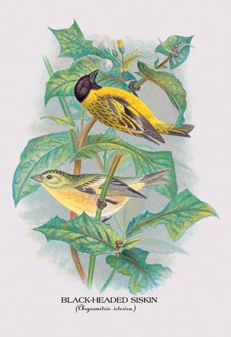 Black-Headed Siskin 28x42 Giclee on Canvas