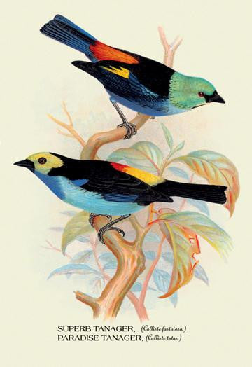 Superb Tanager; Paradise Tanager 28x42 Giclee on Canvas