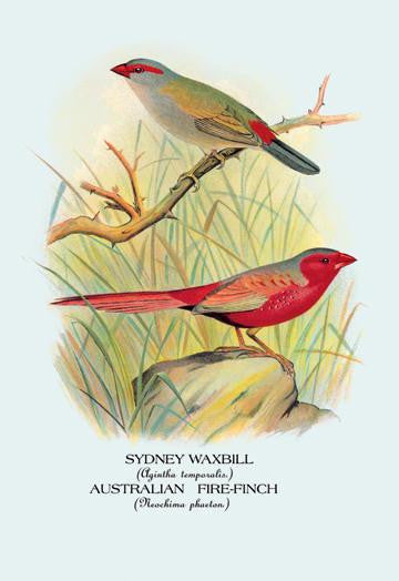 Sydney Waxbill; Australian Fire-Finch 28x42 Giclee on Canvas