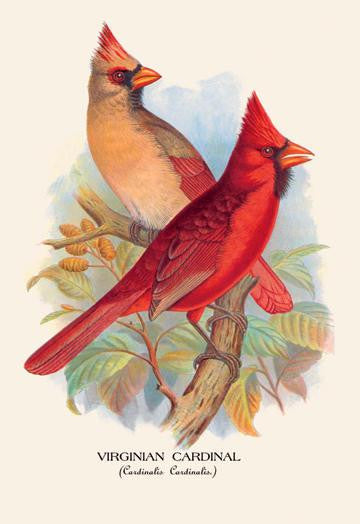 Virginian Cardinal 28x42 Giclee on Canvas