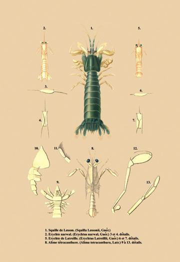 Squille de Lesson et al. 28x42 Giclee on Canvas