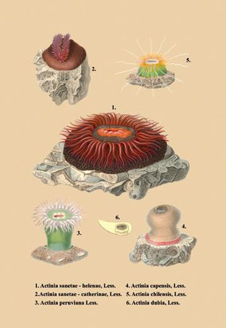 Actinia Sanetae et al. 28x42 Giclee on Canvas