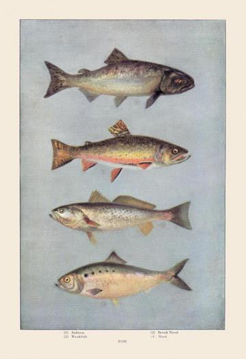 Fish 28x42 Giclee on Canvas