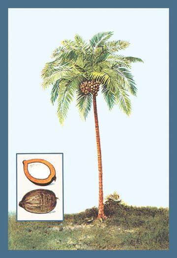 Coconut 28x42 Giclee on Canvas