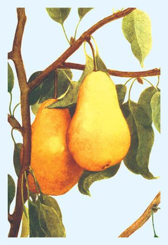 Bartlett Pears 28x42 Giclee on Canvas