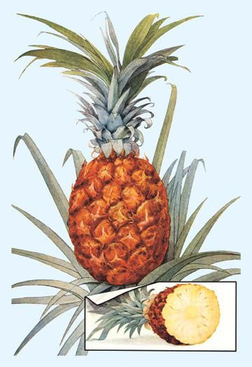 Pineapple 28x42 Giclee on Canvas