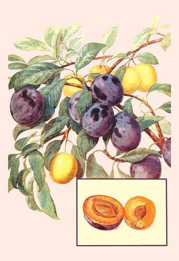 Plums 28x42 Giclee on Canvas