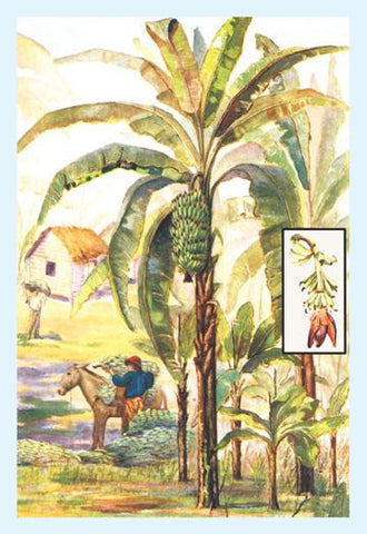 Banana Trees 28x42 Giclee on Canvas