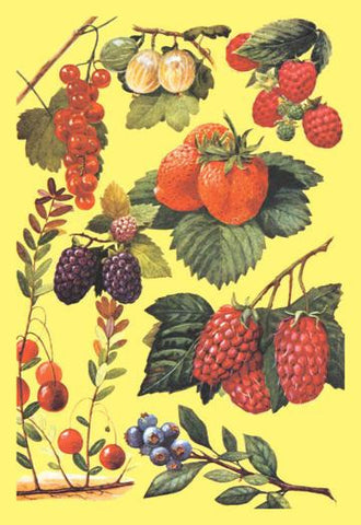 Berries 28x42 Giclee on Canvas