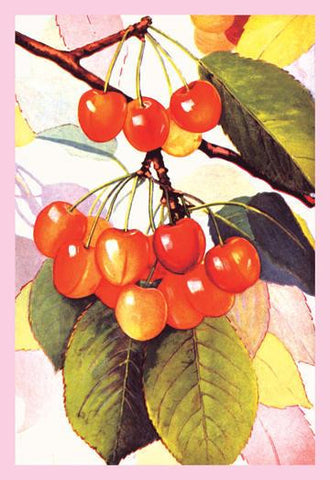 Cherries 28x42 Giclee on Canvas