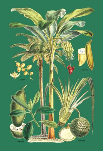 Plants Used as Food 28x42 Giclee on Canvas