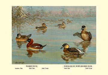 Masked and Madagascan Ducks 28x42 Giclee on Canvas