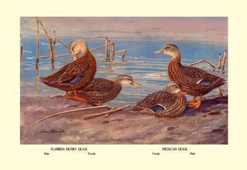 Florida Dusty and Mexican Ducks 28x42 Giclee on Canvas