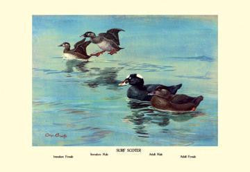 Surf Scoter Ducks 28x42 Giclee on Canvas