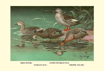 Four Duck Varieties 28x42 Giclee on Canvas