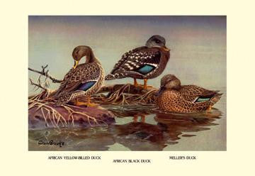 African and Meller&#39;s Ducks 28x42 Giclee on Canvas