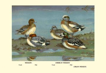 Widgeon Ducks 28x42 Giclee on Canvas