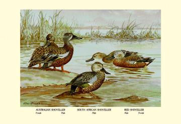 Three Types of Shoveller Ducks 28x42 Giclee on Canvas