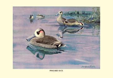 Pink-Eared Duck 28x42 Giclee on Canvas