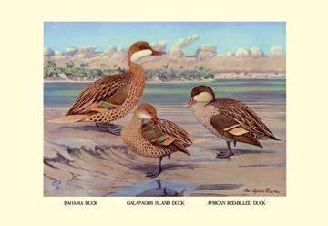 Bahama  Galapagos Island  and African Red-Billed Ducks 28x42 Giclee on Canvas