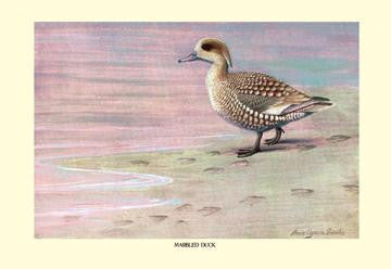 Marbled Duck 28x42 Giclee on Canvas