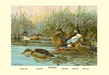 Shoveller Family of Ducks 28x42 Giclee on Canvas