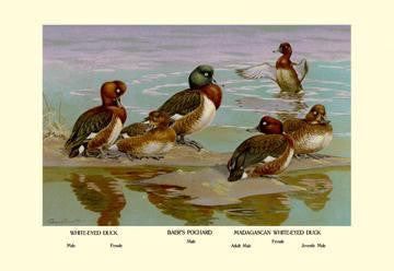 White-Eyed Ducks 28x42 Giclee on Canvas