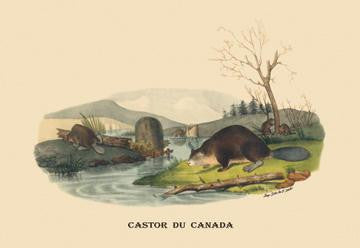 Castor du Canada (Beaver) 28x42 Giclee on Canvas