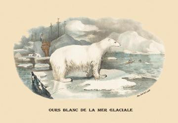 Ours Blanc de la Mer Glaciale (Polar Bear) 28x42 Giclee on Canvas