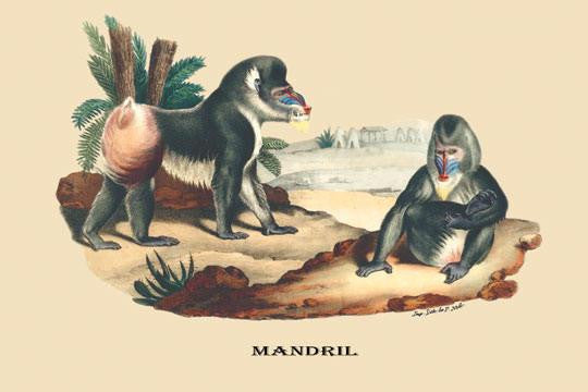 Mandril 28x42 Giclee on Canvas