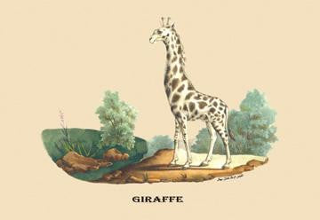 Giraffe 28x42 Giclee on Canvas