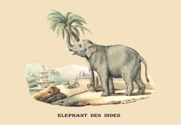 Elephant d&#39;Inde 28x42 Giclee on Canvas