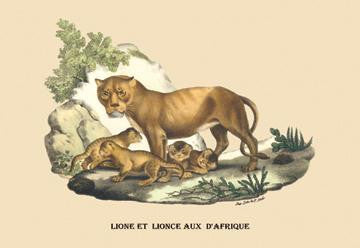 Lion et Lionne d&#39;Afrique 28x42 Giclee on Canvas