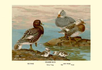 Steamer Ducks 28x42 Giclee on Canvas