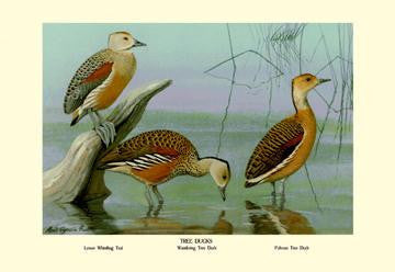 Lesser Whistling Teal  Wandering Tree Duck  and Fulvous Tree Duck 28x42 Giclee on Canvas