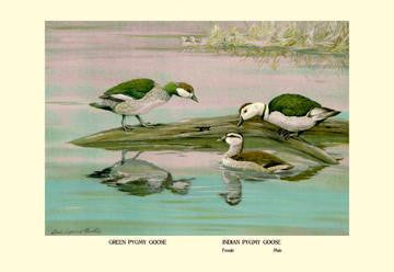 Green and Indian Pygmy Goose 28x42 Giclee on Canvas