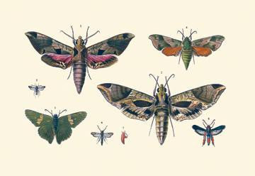 Insect Study #5 28x42 Giclee on Canvas