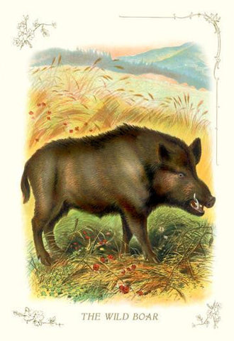 The Wild Boar 28x42 Giclee on Canvas