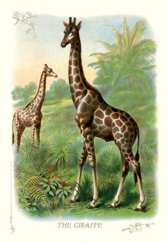 The Giraffe 28x42 Giclee on Canvas