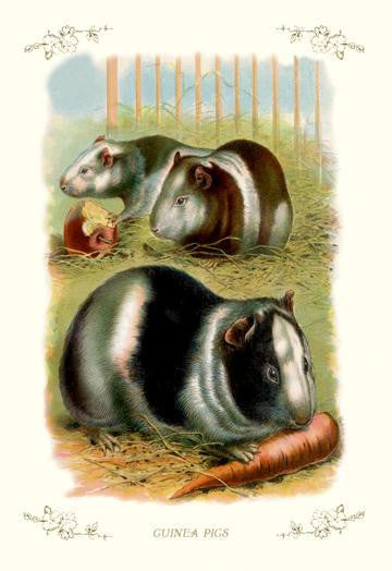 Guinea Pigs 28x42 Giclee on Canvas