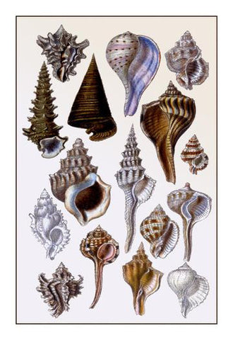 Shells: Trachelipoda #4 28x42 Giclee on Canvas