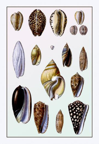 Shells: Convoltae and Orthocerata 28x42 Giclee on Canvas